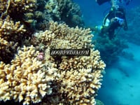 Mostafa – photo 4
