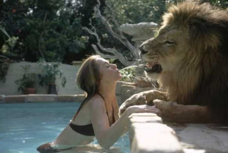 File:Hedren 1.jpg
